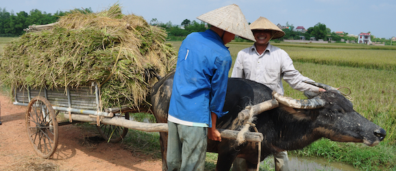 Scriptures for Vietnam’s growing minority churches